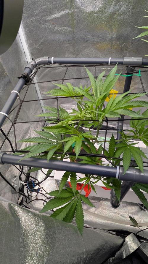ce Cream Runtz & a little Sour Fraise. Week 12