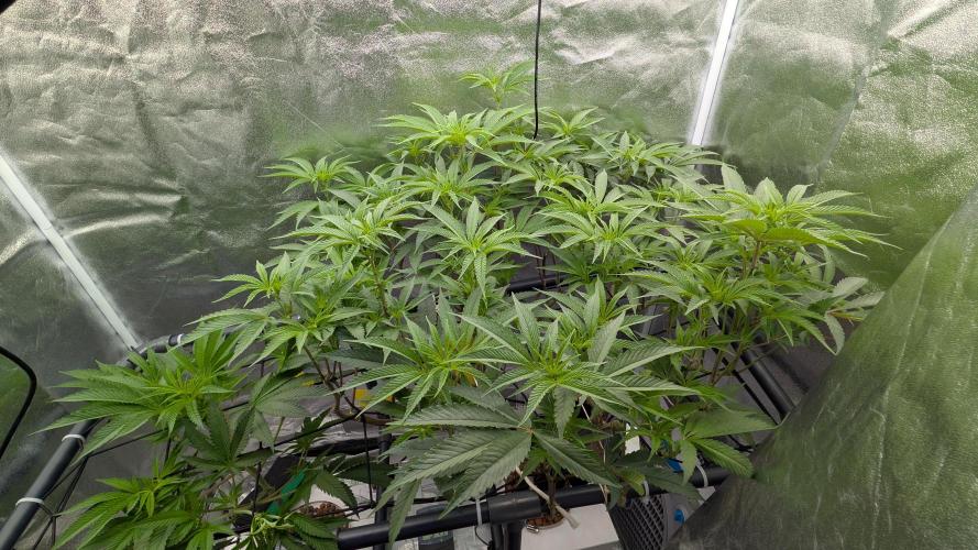 ce Cream Runtz & a little Sour Fraise. Week 12