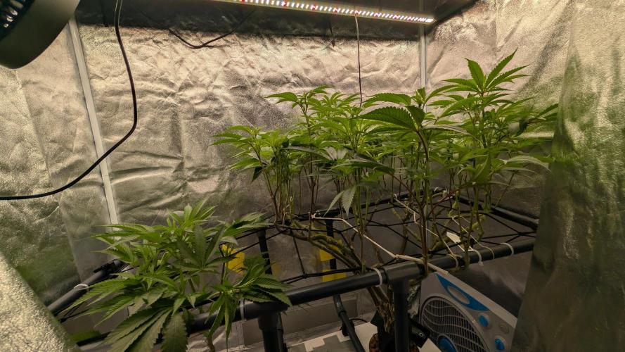 ce Cream Runtz & a little Sour Fraise. Week 12