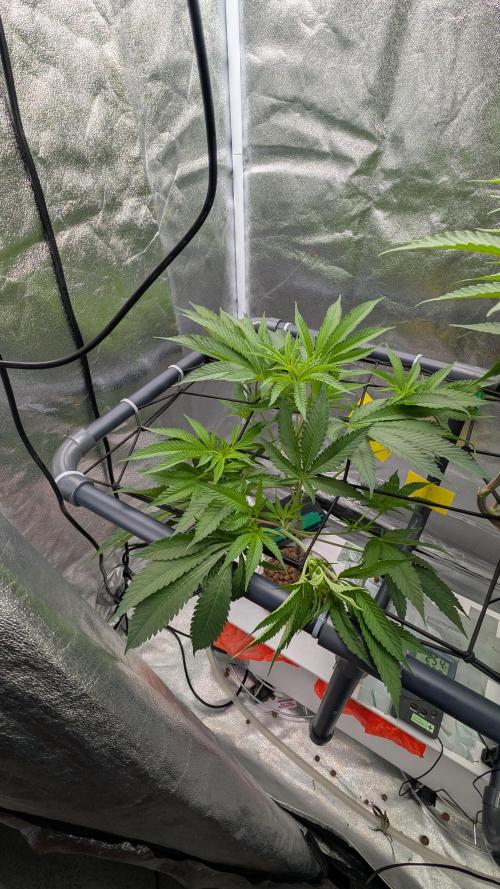 ce Cream Runtz & a little Sour Fraise. Week 12