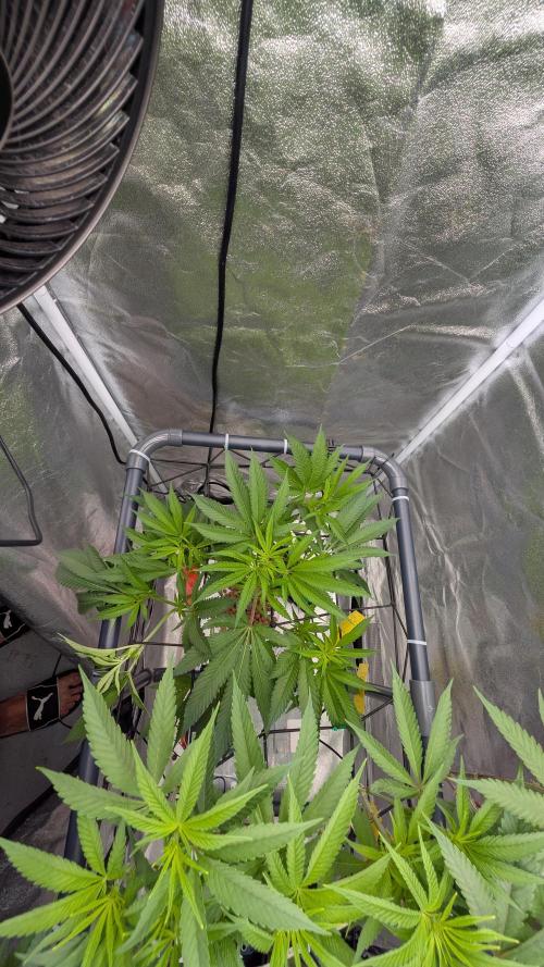 ce Cream Runtz & a little Sour Fraise. Week 12