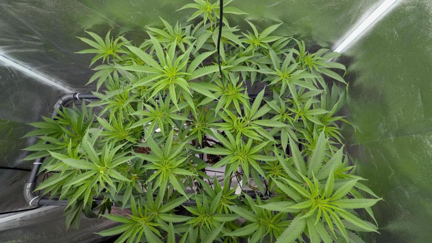 ce Cream Runtz & a little Sour Fraise. Week 12