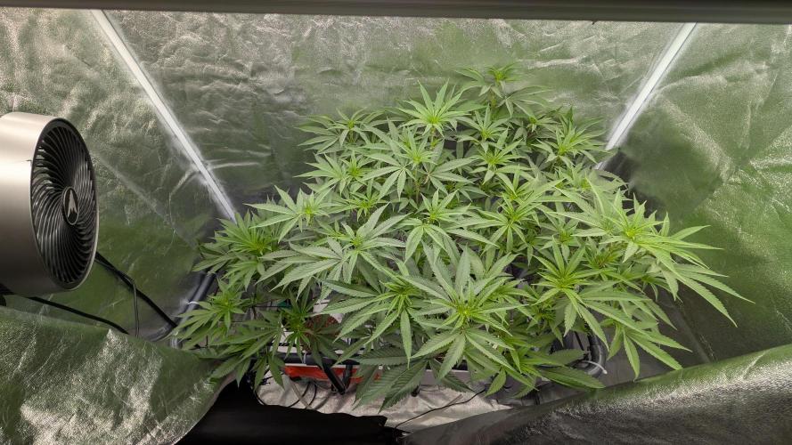 ce Cream Runtz & a little Sour Fraise. Week 13