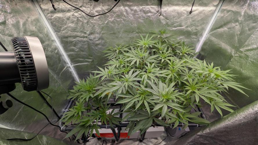 ce Cream Runtz & a little Sour Fraise. Week 13