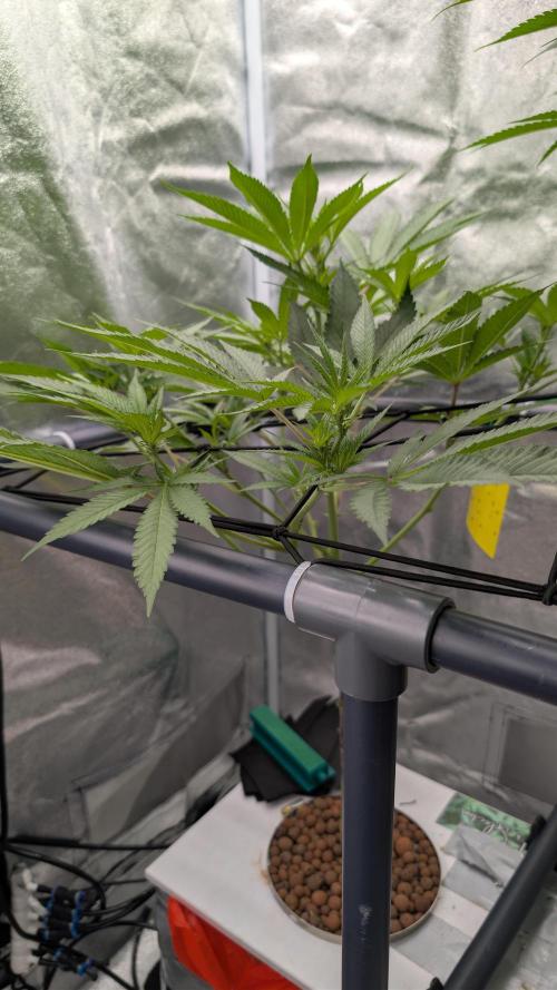 ce Cream Runtz & a little Sour Fraise. Week 13