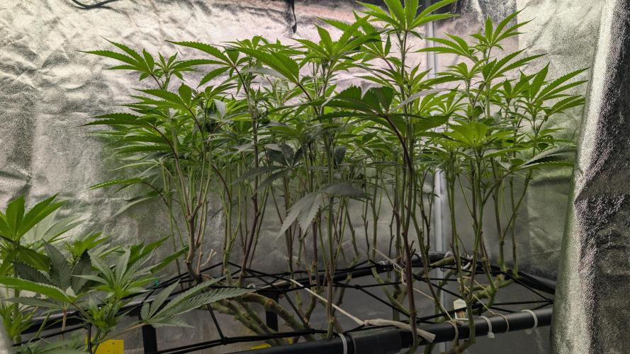 ce Cream Runtz & a little Sour Fraise. Week 13