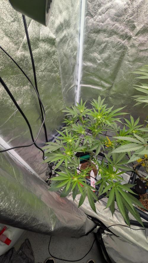 ce Cream Runtz & a little Sour Fraise. Week 13 - 07/03/2026