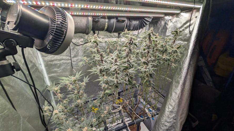 ce Cream Runtz & a little Sour Fraise. Week 17
