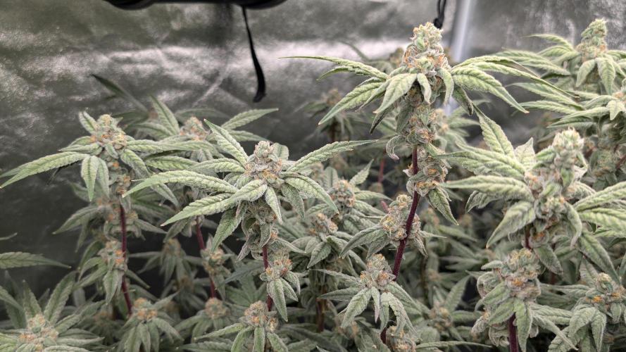 ce Cream Runtz & a little Sour Fraise. Week 17