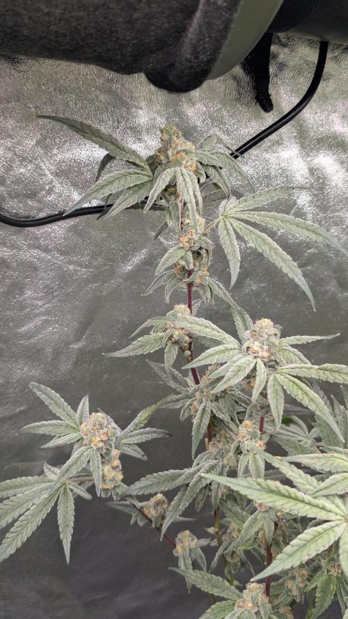 ce Cream Runtz & a little Sour Fraise. Week 17