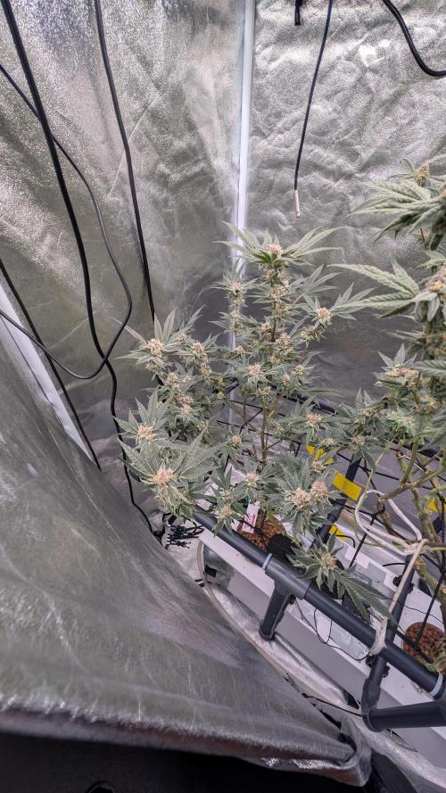 ce Cream Runtz & a little Sour Fraise. Week 17