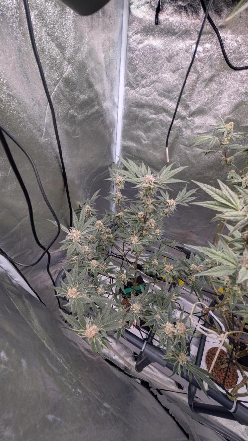 ce Cream Runtz & a little Sour Fraise. Week 17