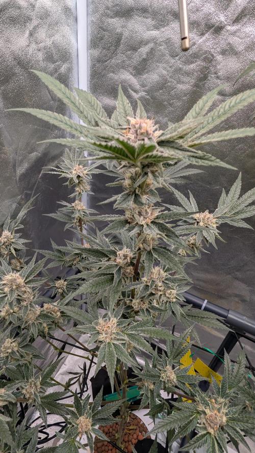 ce Cream Runtz & a little Sour Fraise. Week 17