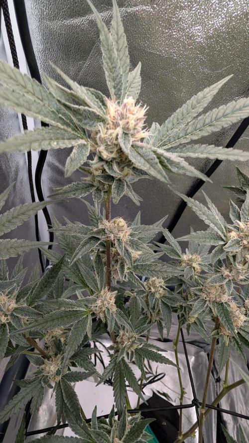 ce Cream Runtz & a little Sour Fraise. Week 17
