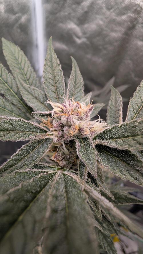 ce Cream Runtz & a little Sour Fraise. Week 17