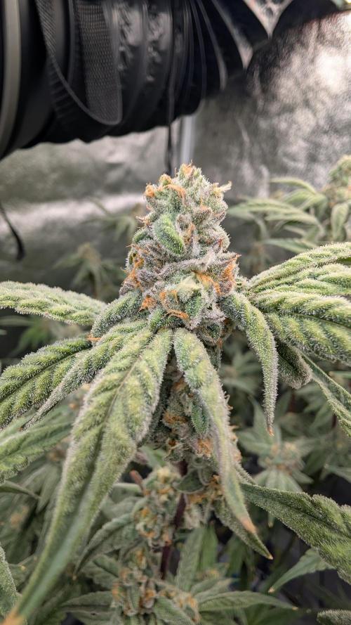 ce Cream Runtz & a little Sour Fraise. Week 17