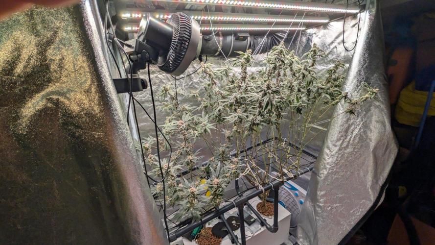 ce Cream Runtz & a little Sour Fraise. Week 18