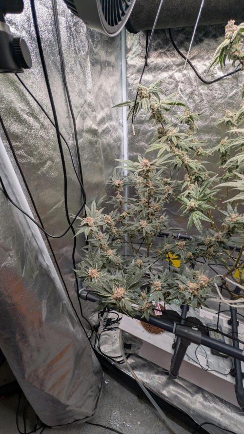 ce Cream Runtz & a little Sour Fraise. Week 18