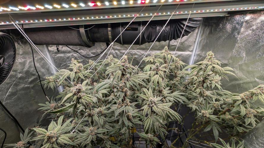 ce Cream Runtz & a little Sour Fraise. Week 18