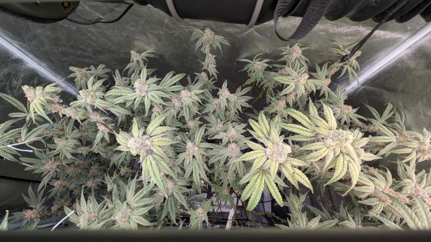 ce Cream Runtz & a little Sour Fraise. Week 18