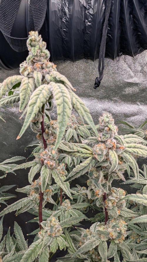 ce Cream Runtz & a little Sour Fraise. Week 18