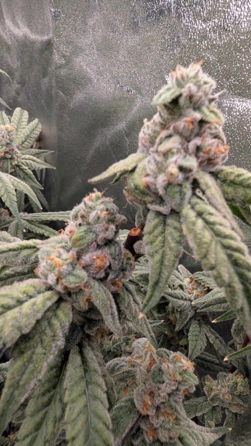 ce Cream Runtz & a little Sour Fraise. Week 18