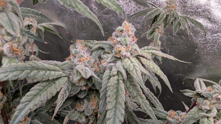 ce Cream Runtz & a little Sour Fraise. Week 18