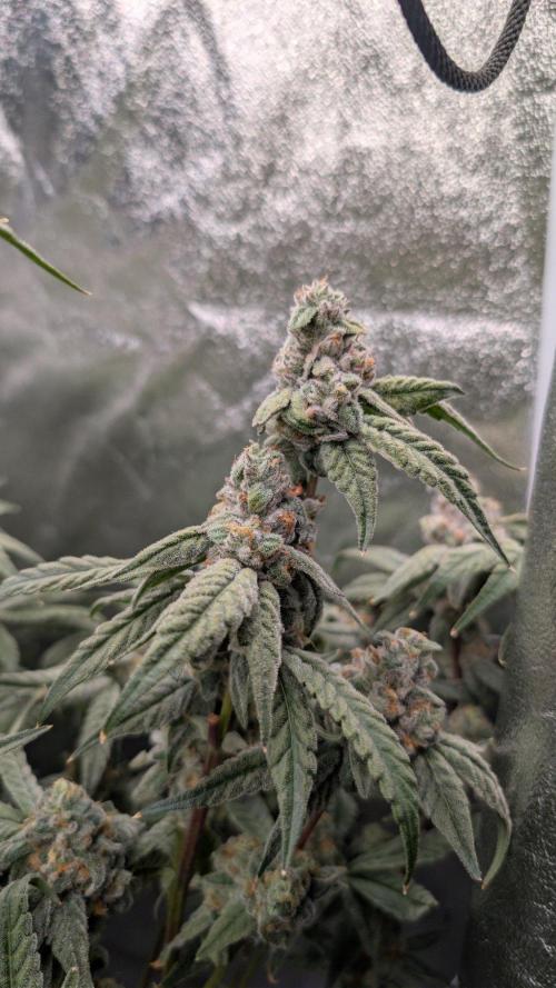 ce Cream Runtz & a little Sour Fraise. Week 18