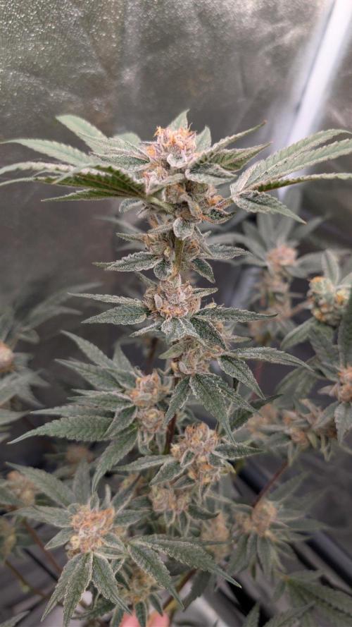 ce Cream Runtz & a little Sour Fraise. Week 18