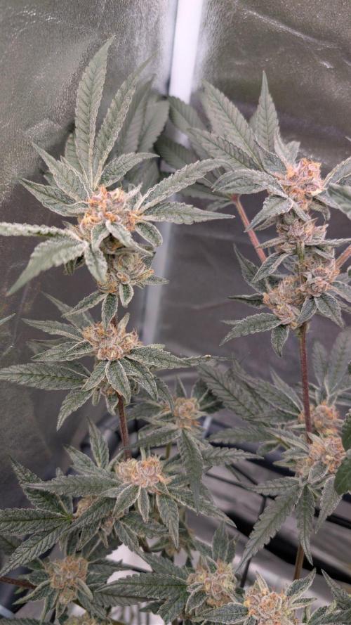 ce Cream Runtz & a little Sour Fraise. Week 18