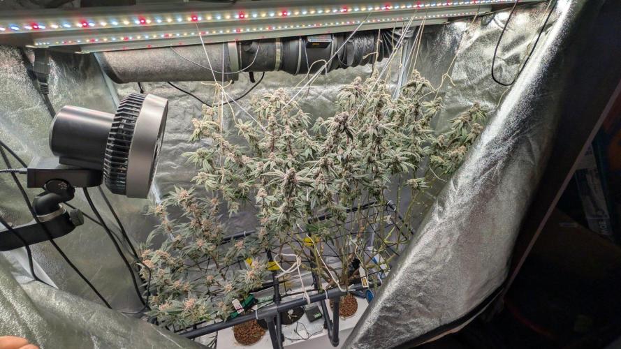 ce Cream Runtz & a little Sour Fraise. Week 19
