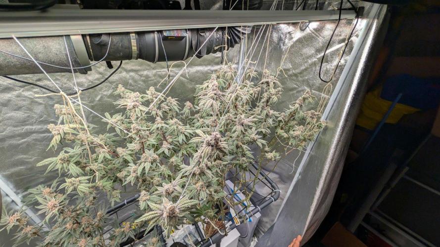 ce Cream Runtz & a little Sour Fraise. Week 19
