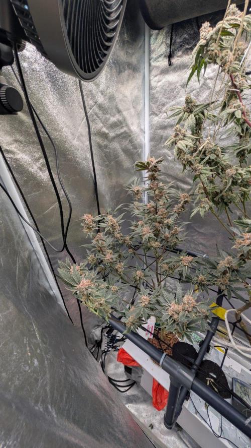 ce Cream Runtz & a little Sour Fraise. Week 19