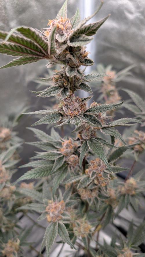 ce Cream Runtz & a little Sour Fraise. Week 19