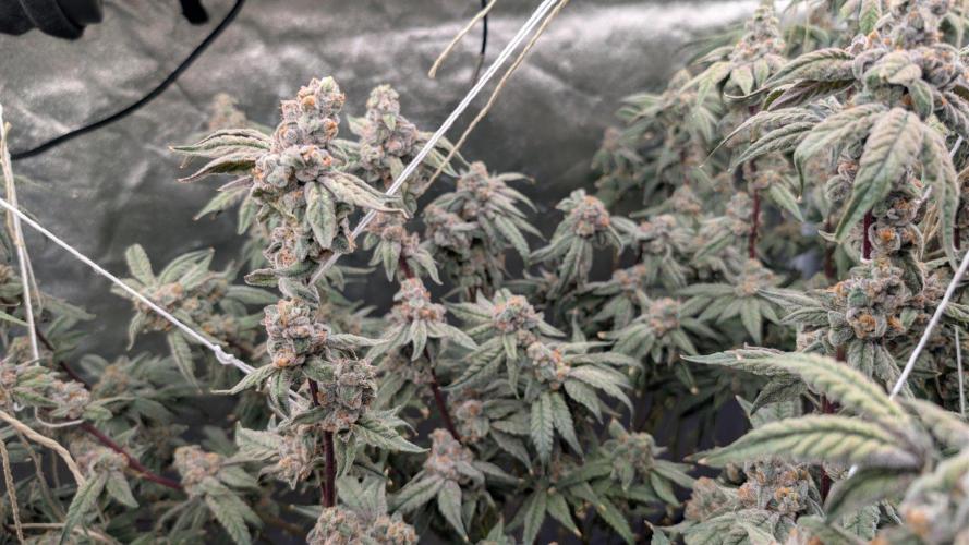 ce Cream Runtz & a little Sour Fraise. Week 19