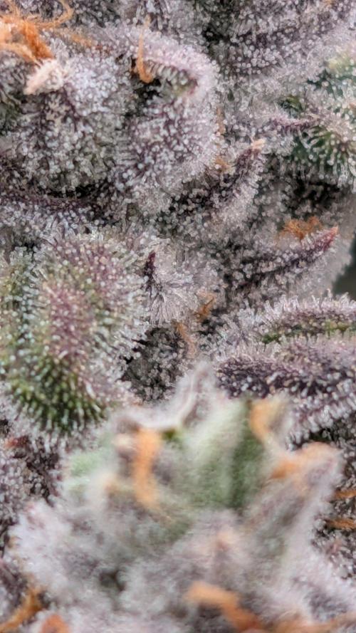 ce Cream Runtz & a little Sour Fraise. Week 19