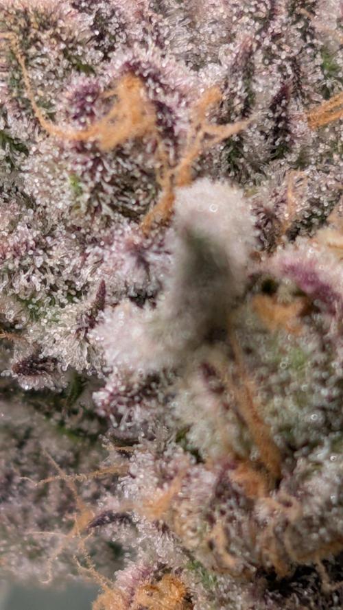 ce Cream Runtz & a little Sour Fraise. Week 19