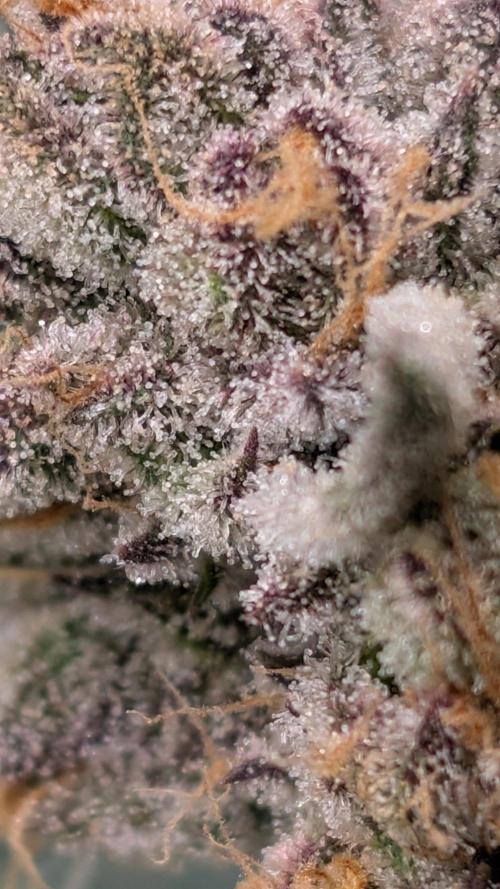 ce Cream Runtz & a little Sour Fraise. Week 19