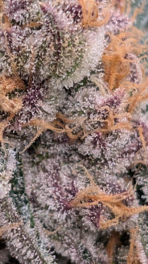 ce Cream Runtz & a little Sour Fraise. Week 19