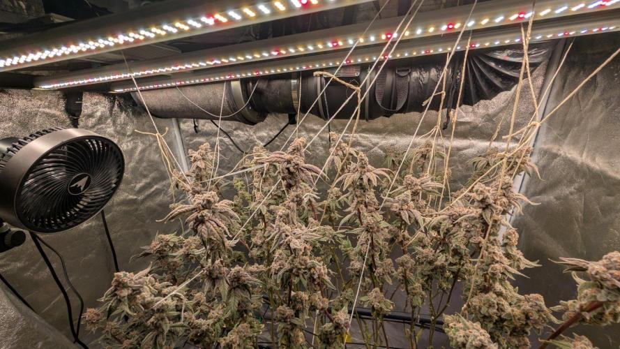 ce Cream Runtz & a little Sour Fraise. Week 20