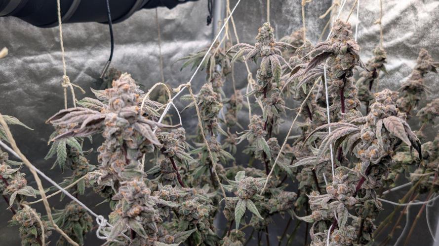 ce Cream Runtz & a little Sour Fraise. Week 20