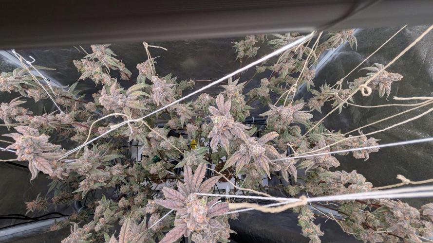 ce Cream Runtz & a little Sour Fraise. Week 20