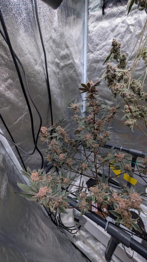 ce Cream Runtz & a little Sour Fraise. Week 20