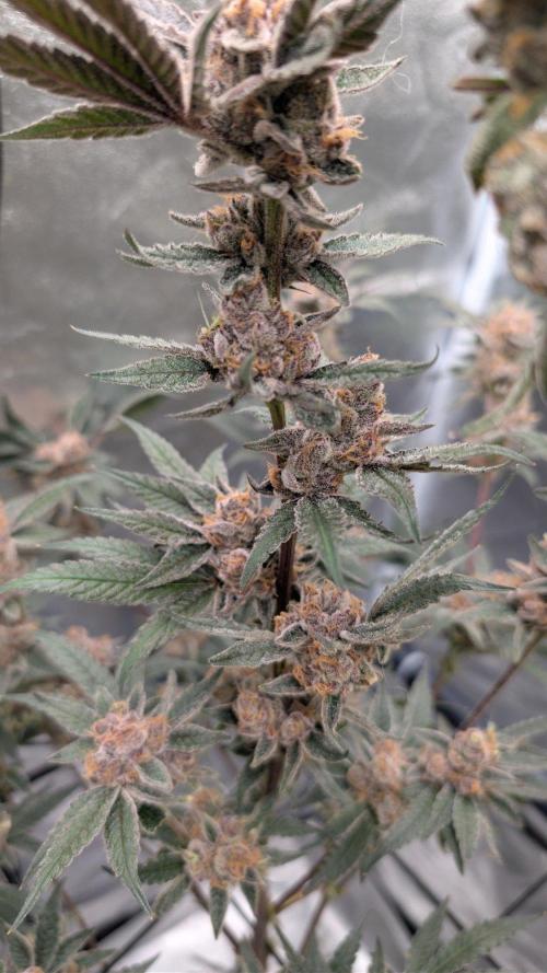ce Cream Runtz & a little Sour Fraise. Week 20