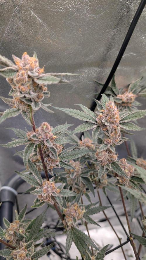 ce Cream Runtz & a little Sour Fraise. Week 20