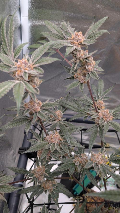 ce Cream Runtz & a little Sour Fraise. Week 20