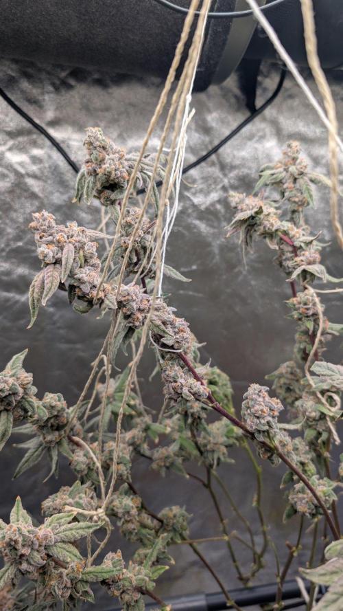 ce Cream Runtz & a little Sour Fraise. Week 20