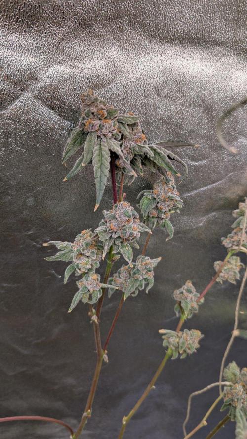 ce Cream Runtz & a little Sour Fraise. Week 20