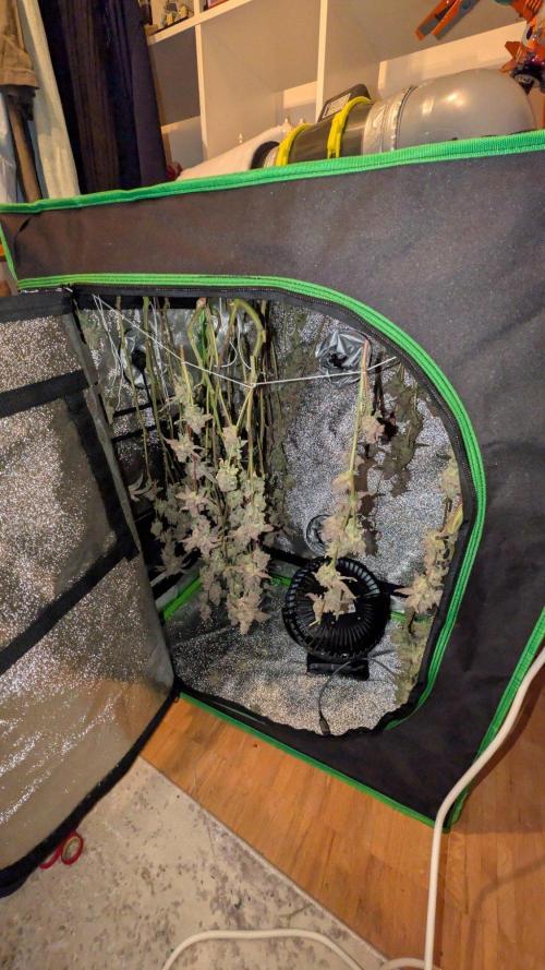 ce Cream Runtz & a little Sour Fraise. Week 21