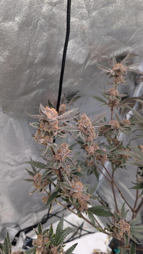 ce Cream Runtz & a little Sour Fraise. Week 21